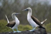 Tui De Roy - Blue-footed Booby pair in courtship dance, Galapagos Islands, Ecuador