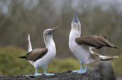 Tui De Roy - Blue-footed Booby pair in courtship dance, Galapagos Islands, Ecuador