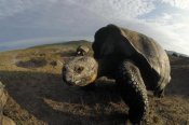 Tui De Roy - Galapagos Giant Tortoises on caldera rim, Alcedo Volcano, Galapagos Islands