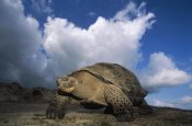 Tui De Roy - Galapagos Giant Tortoises on caldera rim, Alcedo Volcano, Galapagos Islands