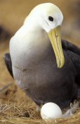 Tui De Roy - Waved Albatross incubating single egg, Galapagos Islands, Ecuador