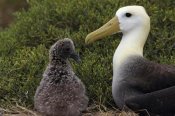 Tui De Roy - Waved Albatross guarding young chick, Galapagos Islands, Ecuador