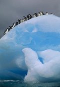 Tui De Roy - Adelie Penguin group resting on blue, Antarctica