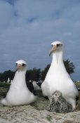 Tui De Roy - Laysan Albatross parents exchanging chick guarding duties, Midway Atoll, Hawaii