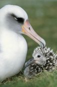 Tui De Roy - Laysan Albatross parent guarding young chick, Midway Atoll, Hawaii