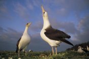 Tui De Roy - Laysan Albatross courtship dance, Midway Atoll, Hawaii