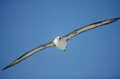 Tui De Roy - Laysan Albatross soaring, Midway Atoll, Hawaii