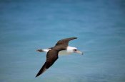 Tui De Roy - Laysan Albatross flying towards breeding grounds, Midway Atoll, Hawaii