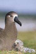 Tui De Roy - Black-footed Albatross guarding young chick, Midway Atoll, Hawaii