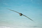 Tui De Roy - Black-footed Albatross flying, Midway Atoll, Hawaii
