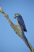 Tui De Roy - Hyacinth Macaw in tree, Pantanal, Brazil