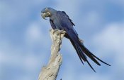 Tui De Roy - Hyacinth Macaw in tree, Pantanal, Brazil