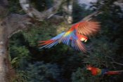 Tui De Roy - Scarlet Macaw flying in rainforest canopy, Peruvian Amazon, Peru