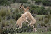 Tui De Roy - Vicuna young play-fighting like adult males, Peruvian Andes, Peru