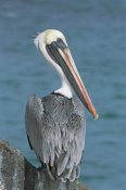Tui De Roy - Brown Pelican adult in resplendent breeding colors, Galapagos Islands