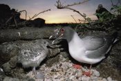 Tui De Roy - Swallow-tailed Gull guarding chick in pebble nest, Galapagos Islands, Ecuador