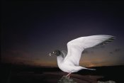 Tui De Roy - Swallow-tailed Gull departs at dusk to feed far offshore, Galapagos Islands