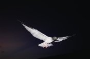 Tui De Roy - Swallow-tailed Gull departs at dusk to feed far offshore, Galapagos Islands