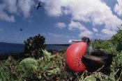 Tui De Roy - Great Frigatebird male in courtship, Galapagos Islands, Ecuador