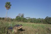 Tui De Roy - Jacare Caiman in marshland, Pantanal, Brazil