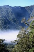 Tui De Roy - West coast forest, Haast River Valley, Mt Aspiring NP,  New Zealand