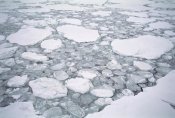 Tui De Roy - Sea ice, pancake ice forming between older floes, Cape Adare, Antarctica