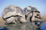 Tui De Roy - Volcan Alcedo Giant Tortoises pair, Alcedo Volcano, Galapagos Islands, Ecuador