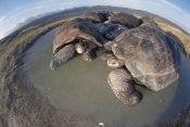 Tui De Roy - Volcan Alcedo Giant Tortoises wallowing, Alcedo Volcano, Galapagos Islands