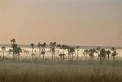 Tui De Roy - Buriti Palm gallery forest at dawn, Emas National Park, Brazil