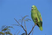 Tui De Roy - Blue-fronted Parrot amongst treetops, Emas National Park, Brazil