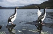 Tui De Roy - Auckland Island Cormorants, Auckland Island, New Zealand