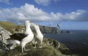 Tui De Roy - White-capped Albatross pair courting, Auckland Island, New Zealand