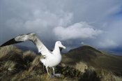 Tui De Roy - Southern Royal Albatross, Campbell Island, New Zealand
