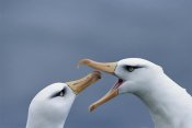 Tui De Roy - Campbell Albatross courtship,  Campbell Island, New Zealand