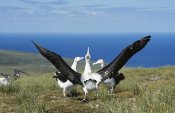 Tui De Roy - Antipodean Albatross courtship display, Auckland Islands, New Zealand