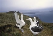 Tui De Roy - Southern Royal Albatross gamming group courting, Campbell Island, New Zealand