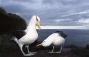 Tui De Roy - Campbell Albatross courtship dance, Campbell Island, New Zealand