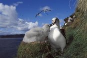 Tui De Roy - Grey-headed Albatross chick begging for food, Campbell Island, New Zealand
