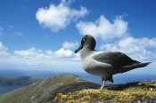 Tui De Roy - Light-mantled Albatross prospecting for nest site, Campbell Island, New Zealand