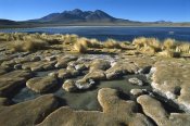 Tui De Roy - Laguna Canapa, Potosi District, altiplano, Bolivia