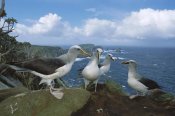 Tui De Roy - Buller's Albatross gamming group on cliffs, Snares Islands, New Zealand