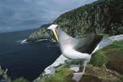 Tui De Roy - Buller's Albatross investigating potential nest site Snares Islands, New Zealand