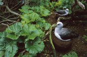 24 x 36 Bullers Albatross nesting among coastal plants Snares Islands New Zealand Poster Print by Tui De Roy 
