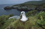 Tui De Roy - Buller's Albatross nesting among coastal plants, Snares Islands, New Zealand