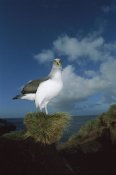 Tui De Roy - Buller's Albatross breeding adult with colorful bill, Snares Islands, New Zealand