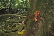 Tui De Roy - Coconut Crab scaling a Grand Devil's-claws tree