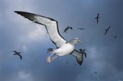 Tui De Roy - Salvin's Albatross returning colony, Bounty Islands, New Zealand