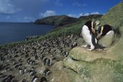 Tui De Roy - Erect-crested Penguines overlooking rookery, Antipodes Island, New Zealand