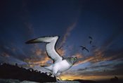 Tui De Roy - Salvin's Albatrosses returning to colony at sunset, Bounty Islands, New Zealand