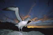 Tui De Roy - Salvin's Albatrosses returning to colony at sunset, Bounty Islands, New Zealand